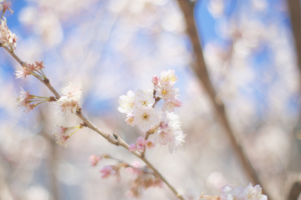 さーくらーさーくらー♪