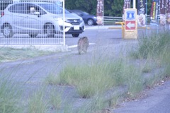 フロントガラスごしの風景2