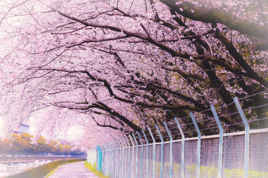 富士フイルム印刷用カラー