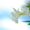 俺、花の下