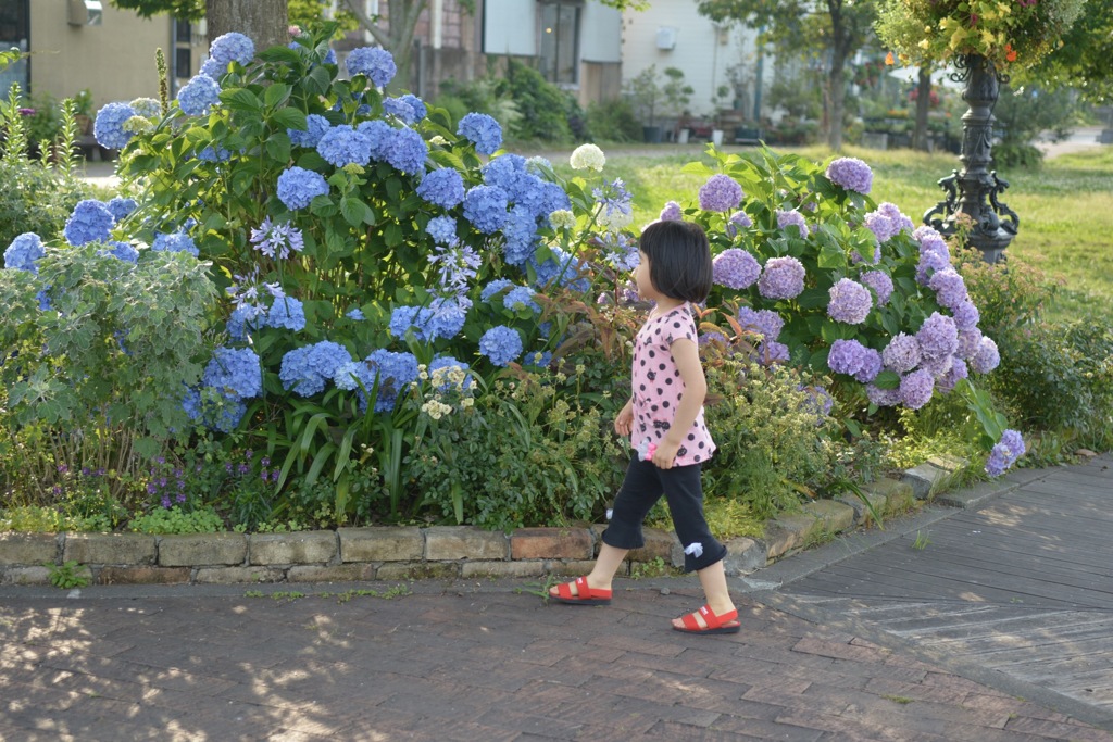 通りすがりの紫陽花