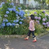通りすがりの紫陽花