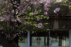 桜の花 舞い散る中庭で2