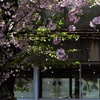 桜の花 舞い散る中庭で2