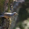 苔めぐり