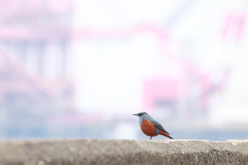 社長自らパトロール中