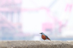 社長自らパトロール中