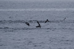 小規模な鳥山とナブラ