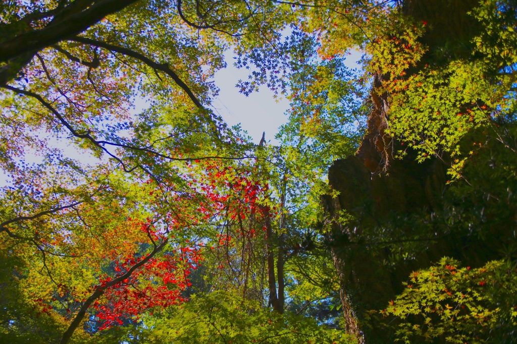 巨木と微紅葉