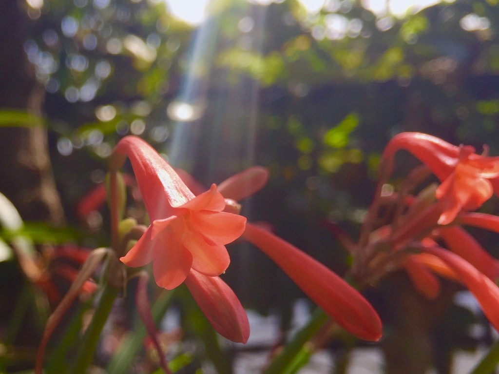 iPhone玉ボケ+光芒