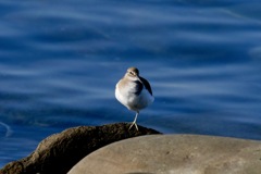 一本足でたつイソシギ 一本足でたつイソシギ