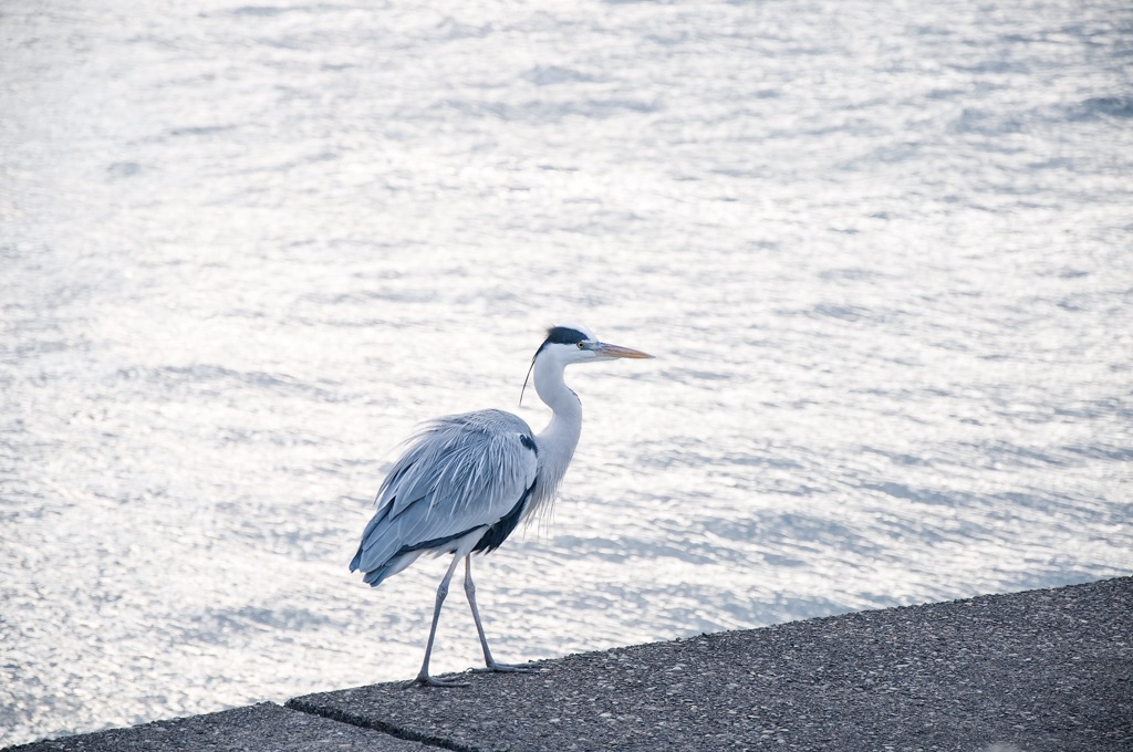 寒くないんだよねー(´⊙ω⊙`)