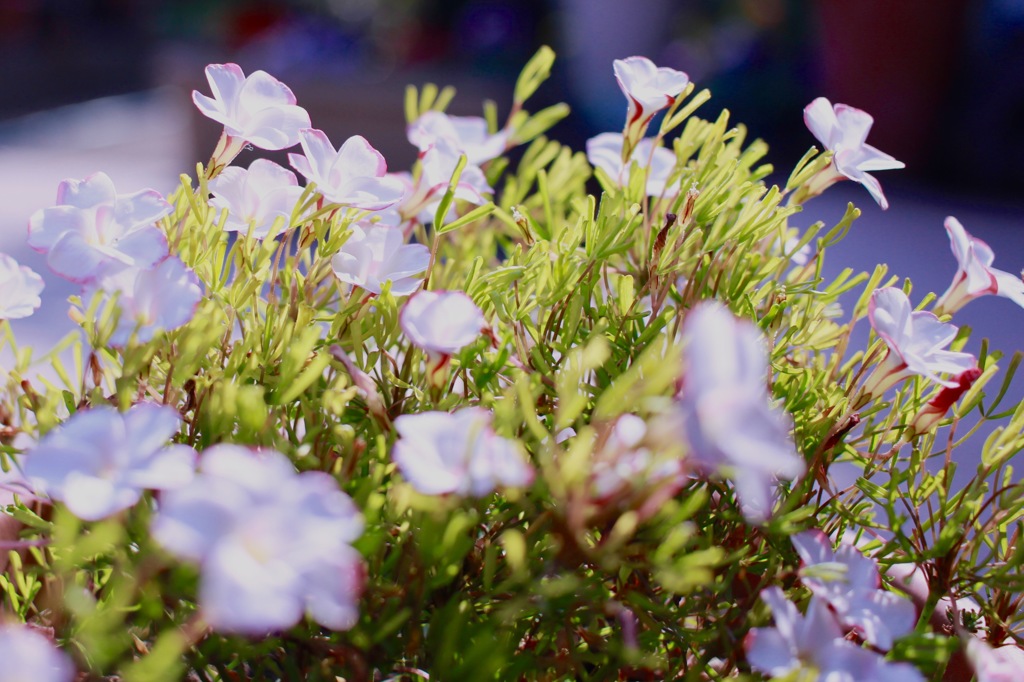 意外に長生き10年目のネジネジの花