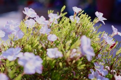 意外に長生き10年目のネジネジの花