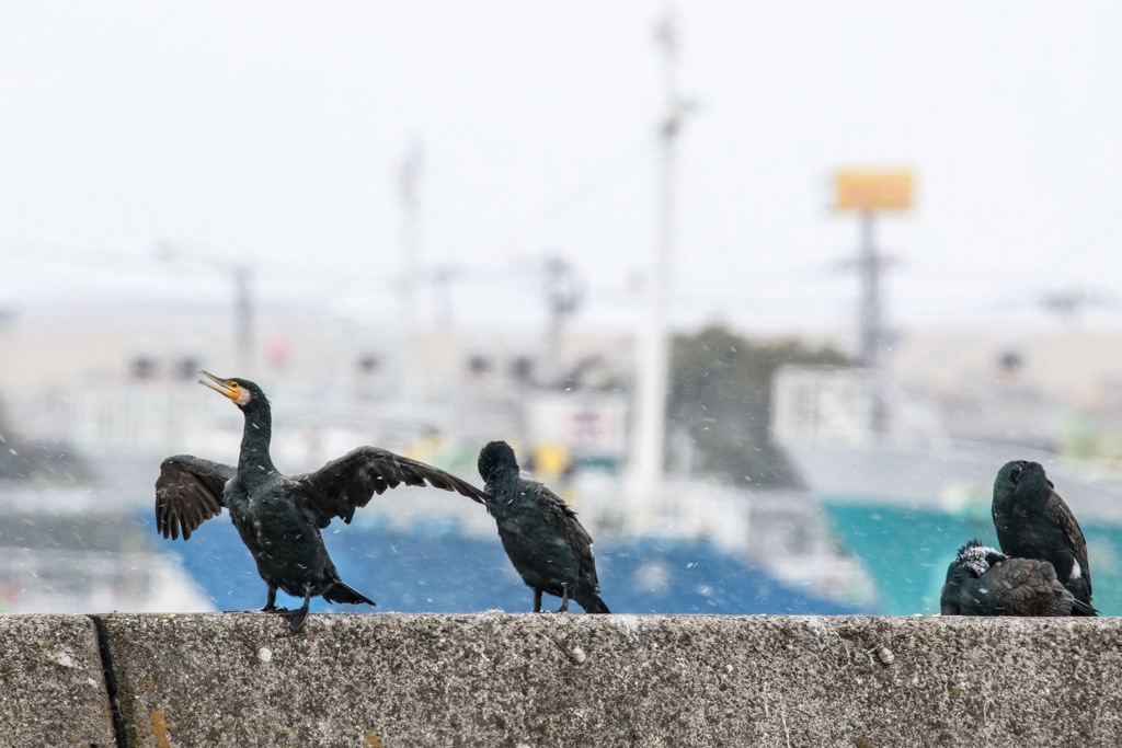 へっちゃらだぜー٩( ᐛ )و