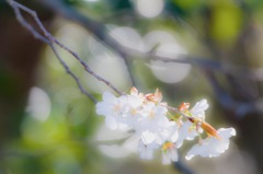 燈台の峠の山桜2