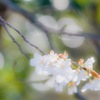 燈台の峠の山桜2