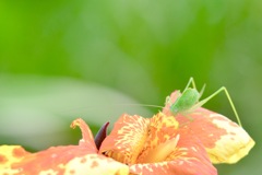 花を食べる