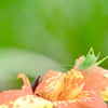 花を食べる