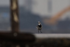 よく降るねー