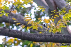 鳥の季節