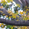 鳥の季節