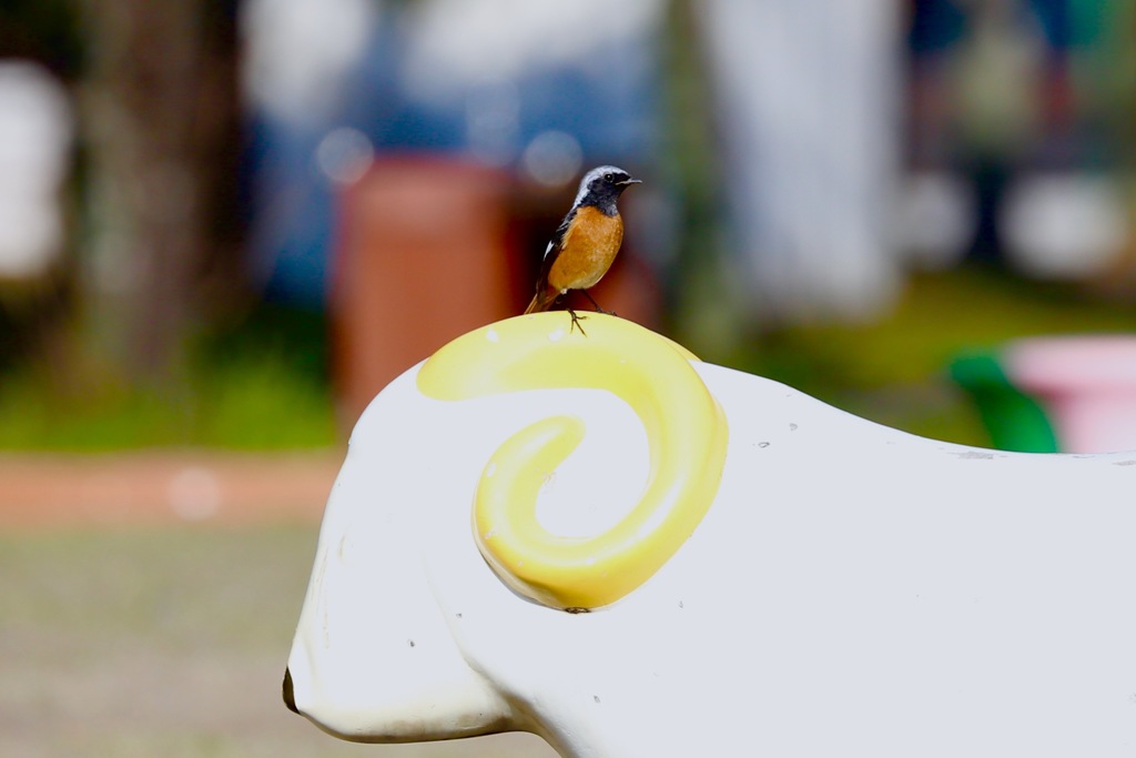 銀、、、しーろの龍の背にのって〜♪ドヤーっ！