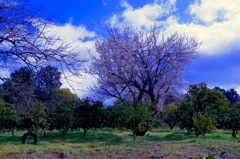 みかん畑とウメ