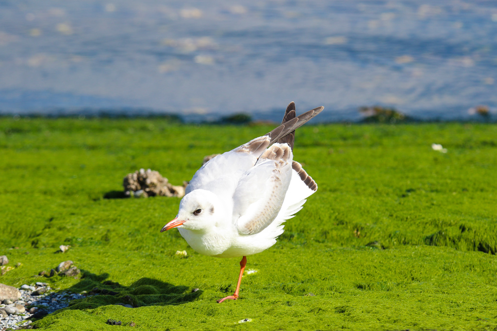 草原のカモメ