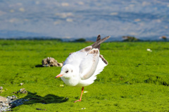 草原のカモメ