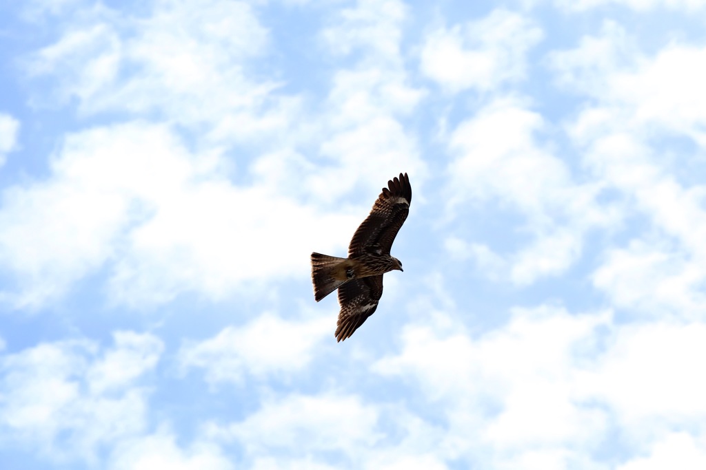 black kite