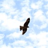 black kite