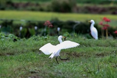 カマキリ♪