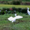 カマキリ♪