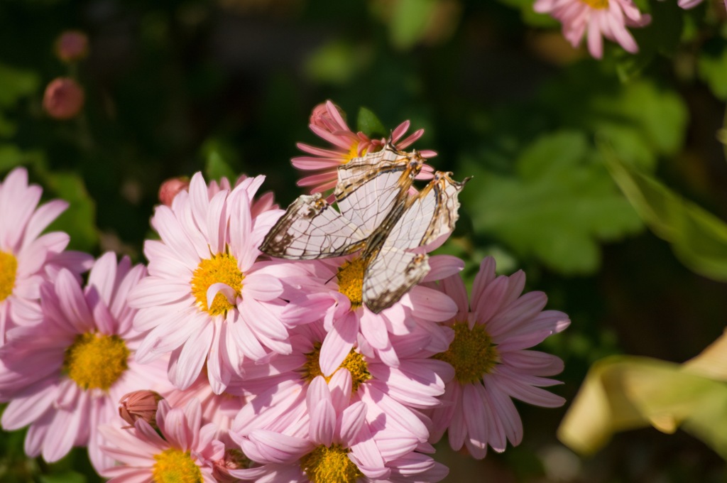 蛾かと思ってた！！