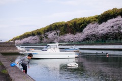 春の裏川放水路にて