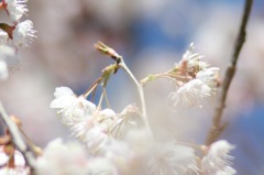 ありがとうございます