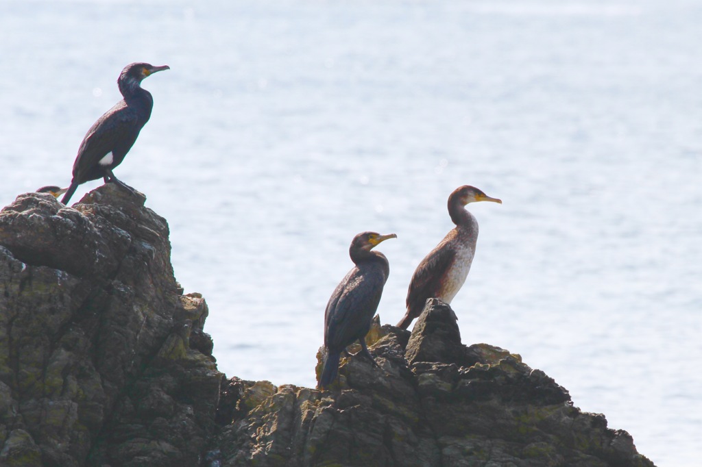 逃げよか、どうしようか考え中