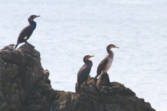 逃げよか、どうしようか考え中