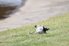 死体ごっこ