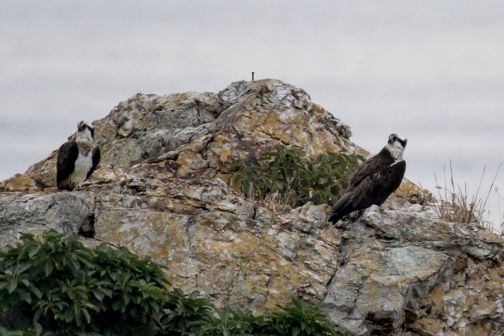 最勝海浦のミサゴ