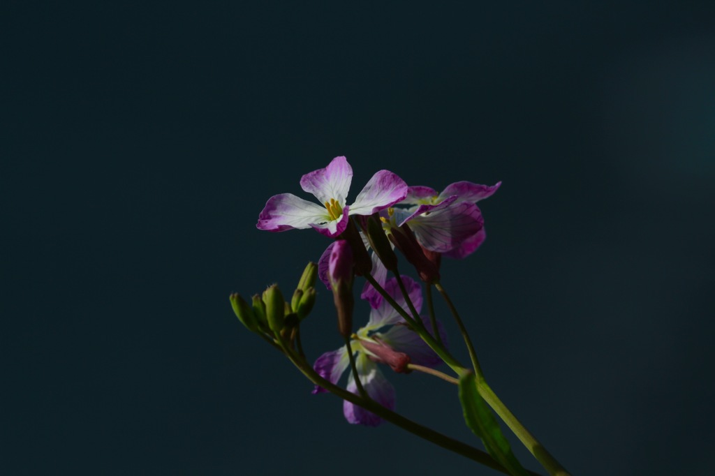 菜の花みたいな