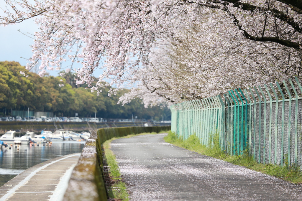 桜の花 舞い上がる道を