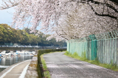 桜の花 舞い上がる道を