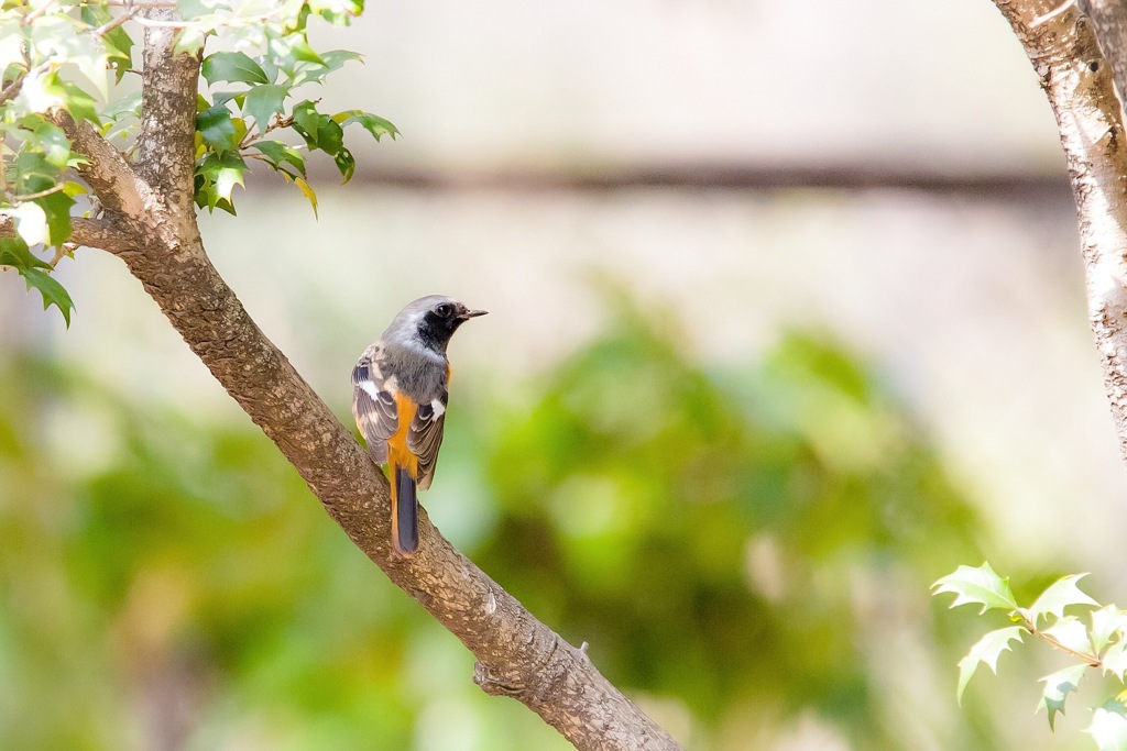ライバル現る！