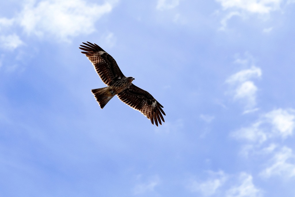 Milvus migrans