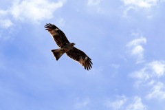 Milvus migrans
