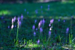最近よく見かける花