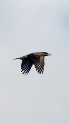 スマホ スクショ切り出し比較1