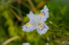 竹藪とかに咲いてる花